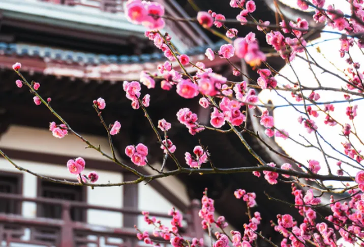 长沙冬日“梅”景上新！3处赏梅地别错过