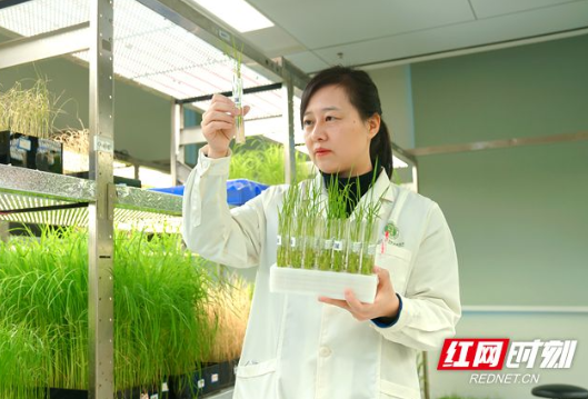 十九载坚守，只为一粒好种子 ——记“全省担当作为优秀干部”李莉