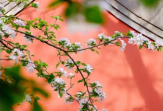 今日立春，长沙最高气温直冲20℃