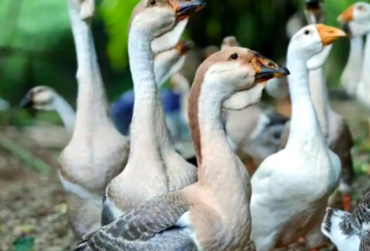 2025年全产业链总产值达4.85亿元 武冈铜鹅“叫”响世界