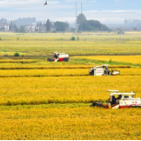 稻熟洞庭西——探寻常德市连续18年粮食播种面积和产量位居全省第一的“稻作密码”