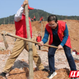 常德市石门一中：党员“志愿红”映红“先锋林”