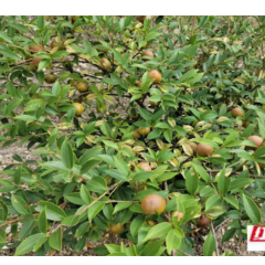 辰溪：山里飘出茶油香 产业铺就振兴路