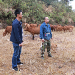 麻阳：畜牧服务“零距离”  助力乡村振兴