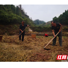 变废为宝！ 麻阳：水稻秸秆还田 增肥增产好处多