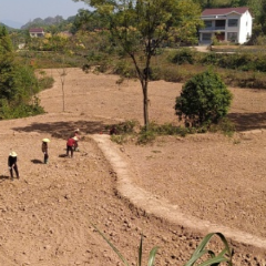 二十大精神进基层丨沅陵县多措并举守住粮食安全的耕地红线