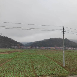 秋冬田不"闲"，沅陵抓种油菜“三步曲”