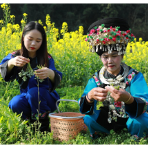 麻阳苗乡：春社时节社饭飘香