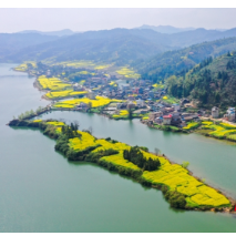 油菜花海“点靓”醉美会同， “扮靓”乡村振兴路