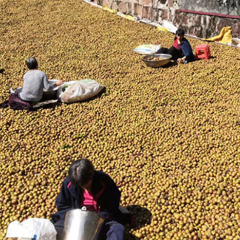 沅陵：油茶香溢山水间