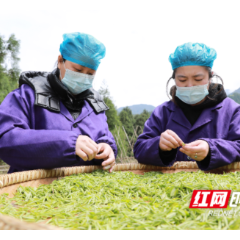  三月春光好 麻阳西晃山上采茶忙  