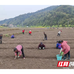 怀化沅陵： 人勤春来早 田间种药忙