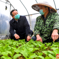 雷绍业调研农村疫情防控和春季农业生产工作