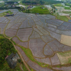 战疫情 保春耕丨芷江：8500亩烤烟移栽工作全面铺开