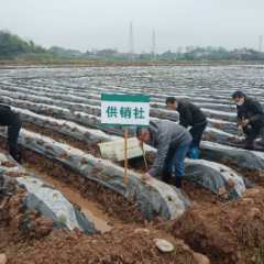 芷江 ：不忘初心齐努力，助农栽烟抢春时