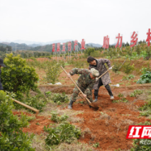 怀化靖州：杨梅树下种玉竹 开辟新的致富路