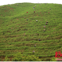 产业加持乡村振兴后劲足，通道另辟蹊径觅“茶香”