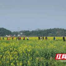 洪江市：黔阳古城+花海旅游路线人气爆棚