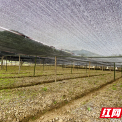 湖南沅陵：中药香飘百亿产业路