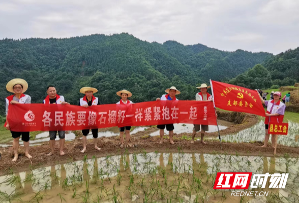 芒种到 农事忙 芷江总工会支农插秧助力乡村振兴