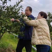  科技助农 力推“金果果”出山