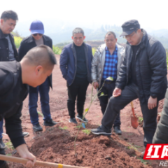 麻阳：省专家团队进果园  点对点促水果产业发展