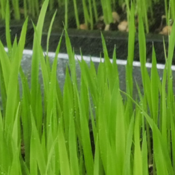 沅陵：首次引进工厂化育秧 助力春耕生产