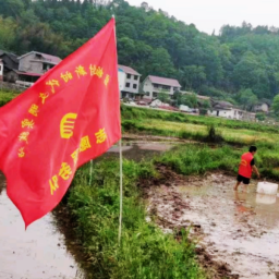 沅陵县：春种藕苗千百株  静待夏日荷花香