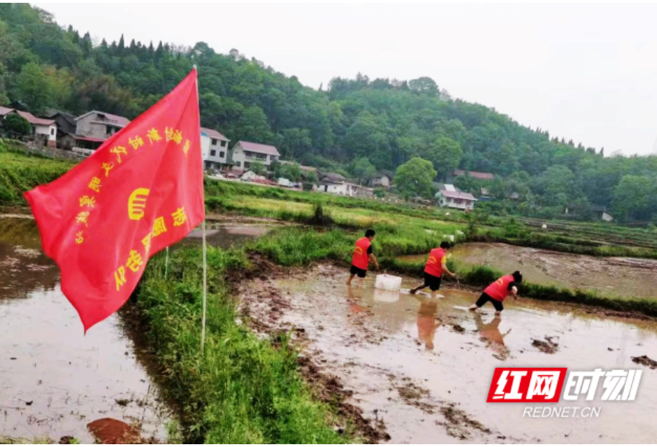 沅陵县：春种藕苗千百株  静待夏日荷花香