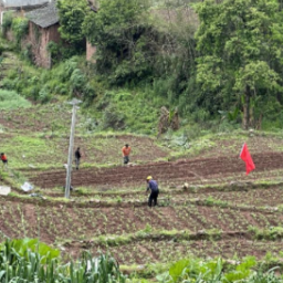 麻阳和平溪乡：千亩高粱移栽忙 示范带动村民增收有保障