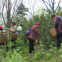 辰溪：大力发展野生有机茶产业  助推乡村振兴