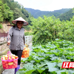 通道：古侗寨  新“钱景”