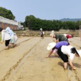 将课堂“搬”进田间地头——怀化职院在安江农校纪念园开展水稻播种实训