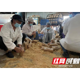 靖州：彰显“茯苓之都”本色 茯苓产品销售火热