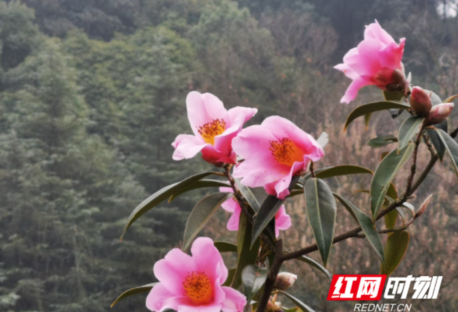怀化中坡山国家森林公园300亩茶花开了