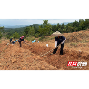 核桃树下种茯苓 靖州姚家村万亩茯苓种植基地火热建设中