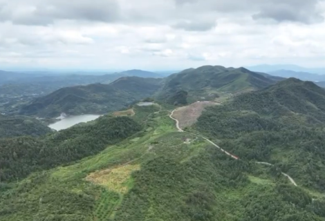 怀化：千亩高山黄桃丰收上市