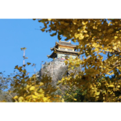 五溪秋实记丨云海翻涌金叶铺 飞山演绎秋冬“二重奏”（福地怀化·风物季）