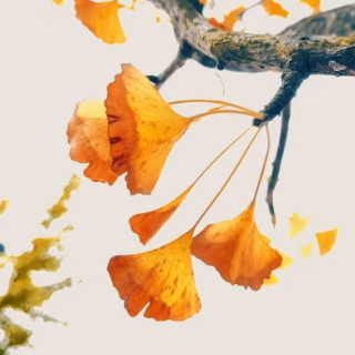 五溪秋实记丨金色大道 通往秋的深处(福地怀化·风物季)