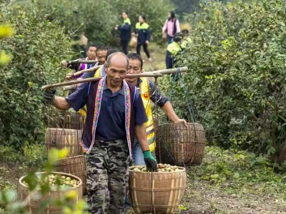 红观五溪丨怀化如何让一滴茶油香千里？