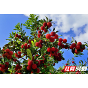 红观五溪丨从“致富果”到“陈酿酒”——靖州杨梅的产业深化之路