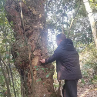 新春走基层·小镇顶流丨老龙过年的“常规矛盾”