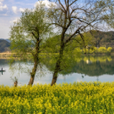 洪江区:春日滩头,花海与阳光描绘的鎏金画卷