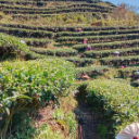 通道:九层岭上春茶香 千亩茶园开采忙