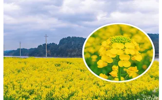 海报 | 春染沅陵 百花争艳