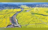 视频丨2026湖南油菜花节开幕 主会场怀化市会同县堡子镇万亩油菜花海等你打卡