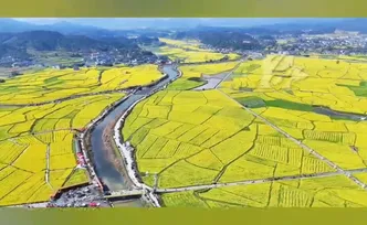 视频丨2026湖南油菜花节开幕 主会场怀化市会同县堡子镇万亩油菜花海等你打卡