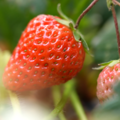 辰溪陆家湾村：春日“莓”好来袭！采摘经济激活乡村振兴新动能