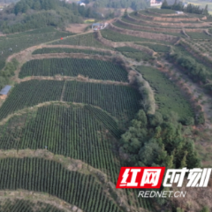 中方县:抢抓春光采新茶 特色产业富民兴村