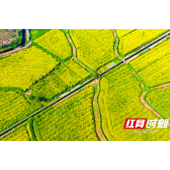 组图 | 辰溪：油菜花开春意浓 农户施肥耕作忙